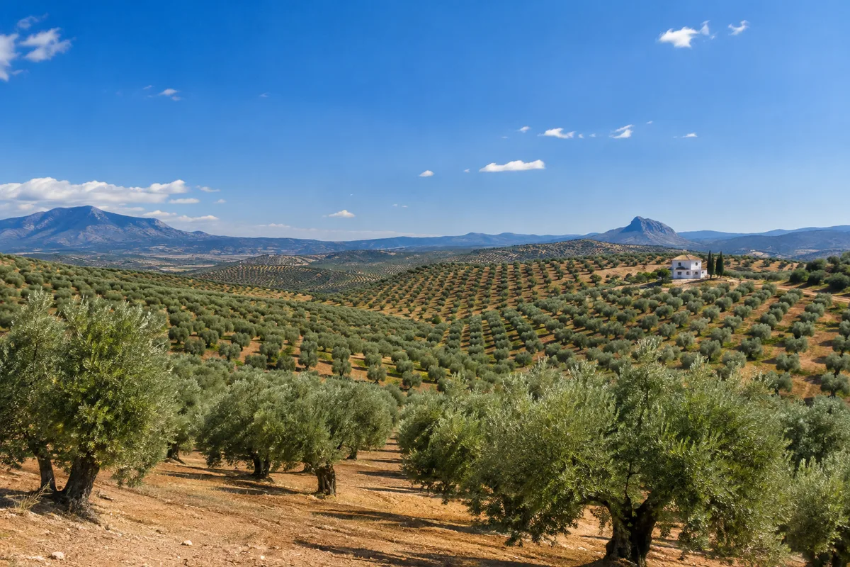 Collines couvertes d&rsquo;oliviers alignés sous un ciel bleu intense en Andalousie