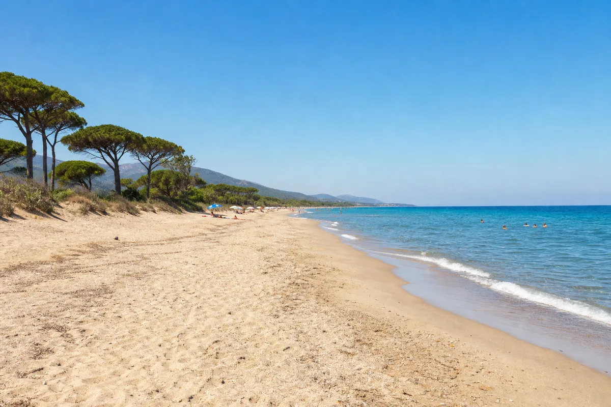 Plage de sable de la côte orientale corse bordée de pins